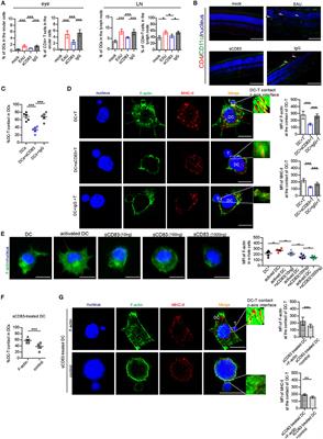 Soluble CD83 Regulates Dendritic Cell–T Cell Immunological Synapse Formation by Disrupting Rab1a-Mediated F-Actin Rearrangement